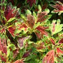Solenostemon x 'Fantaisy'